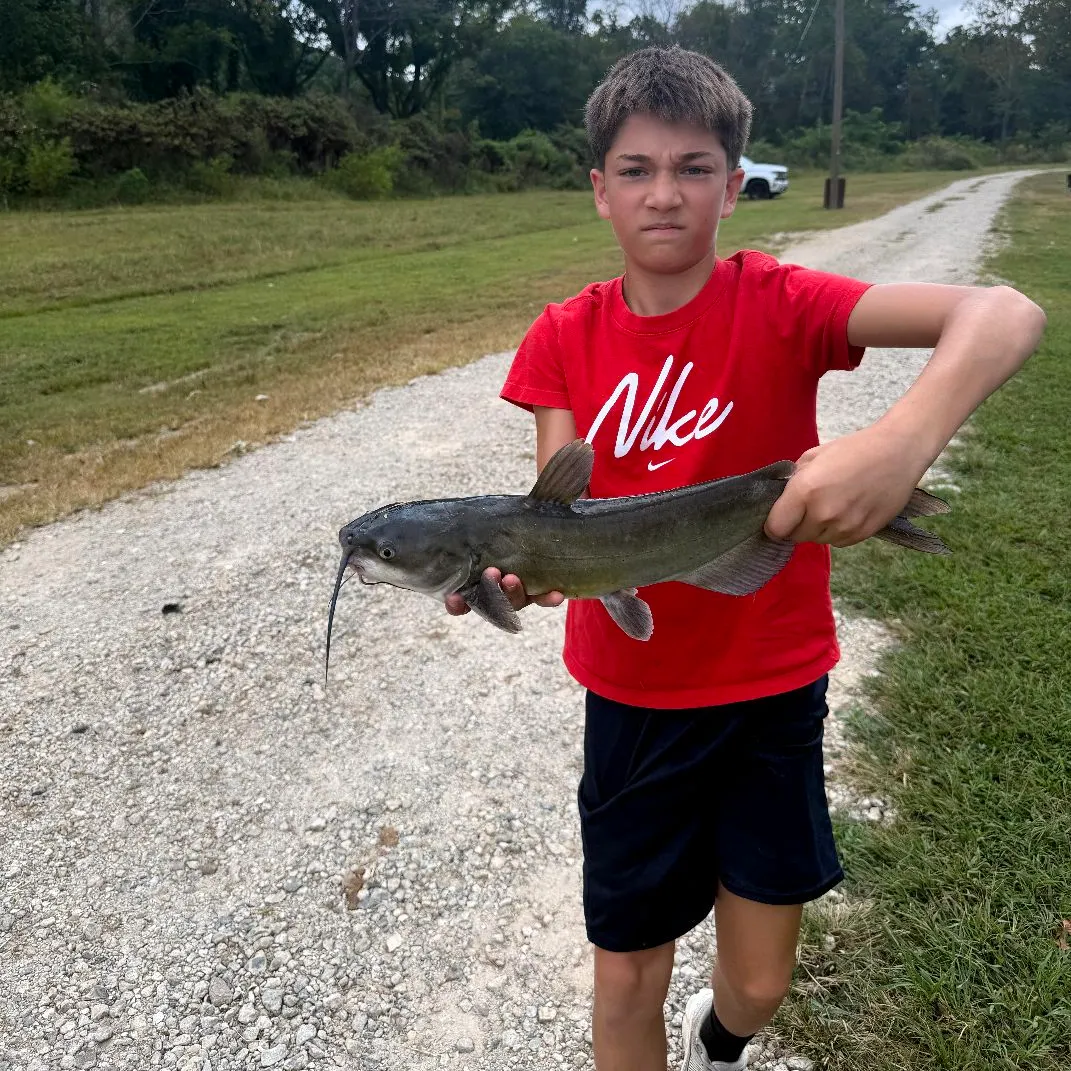 Channel catfish caught on Fishbrain