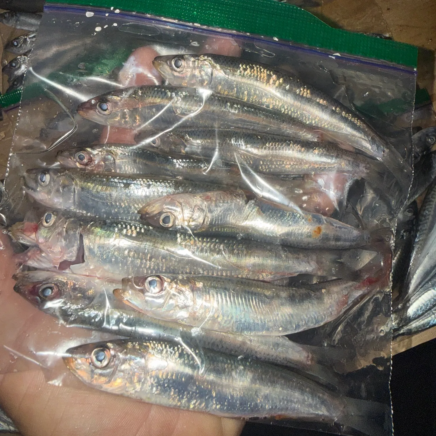 The most recent Pacific sardine catches on Fishbrain