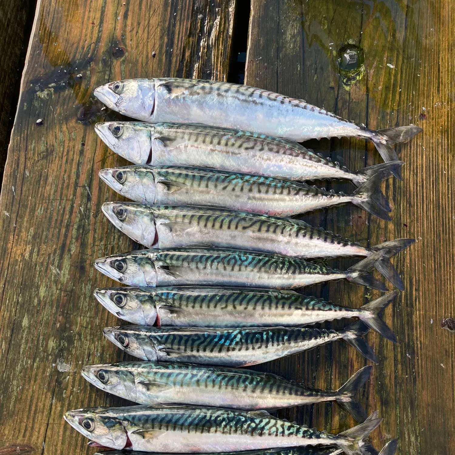 recently logged catches