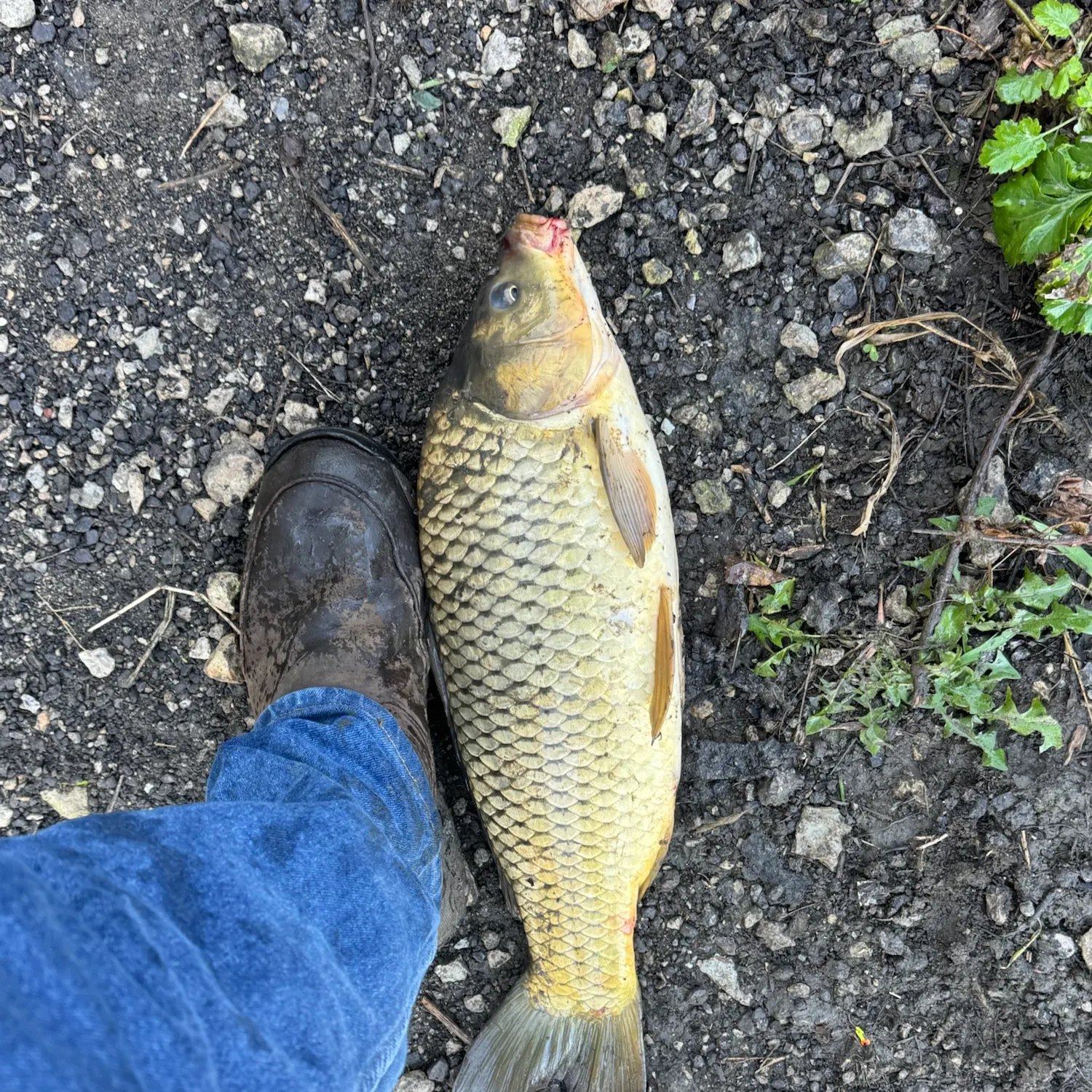 catch