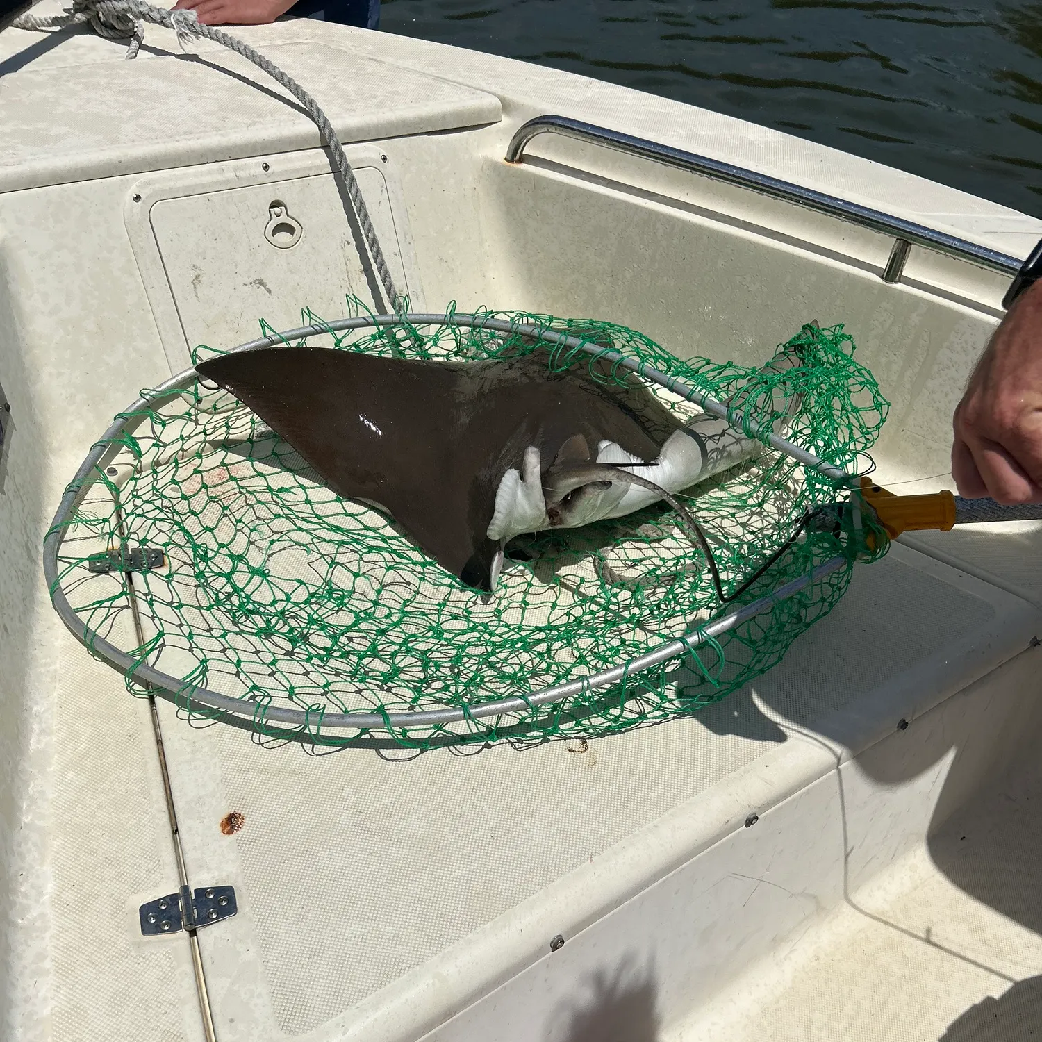 The most recent Reef manta ray catches on Fishbrain