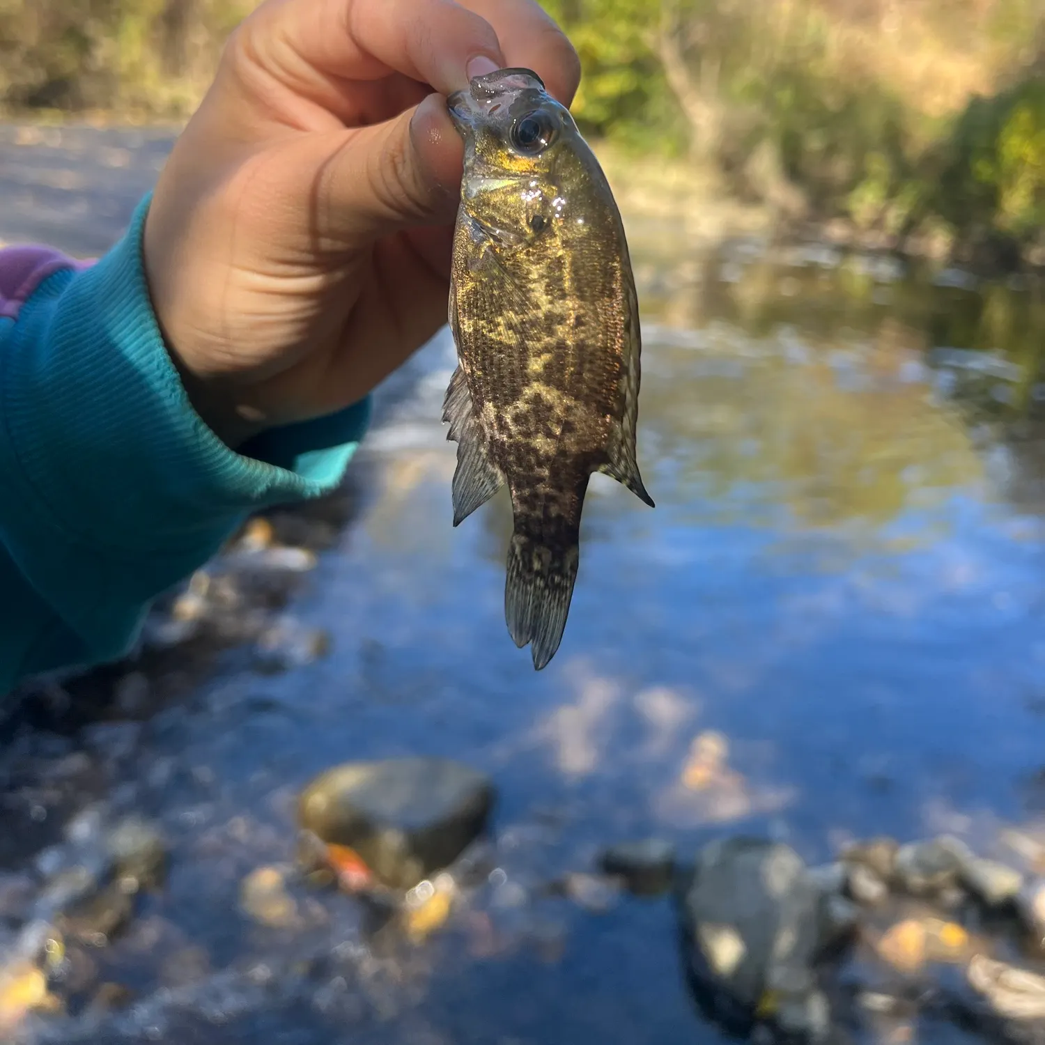 Rock bass caught on Fishbrain