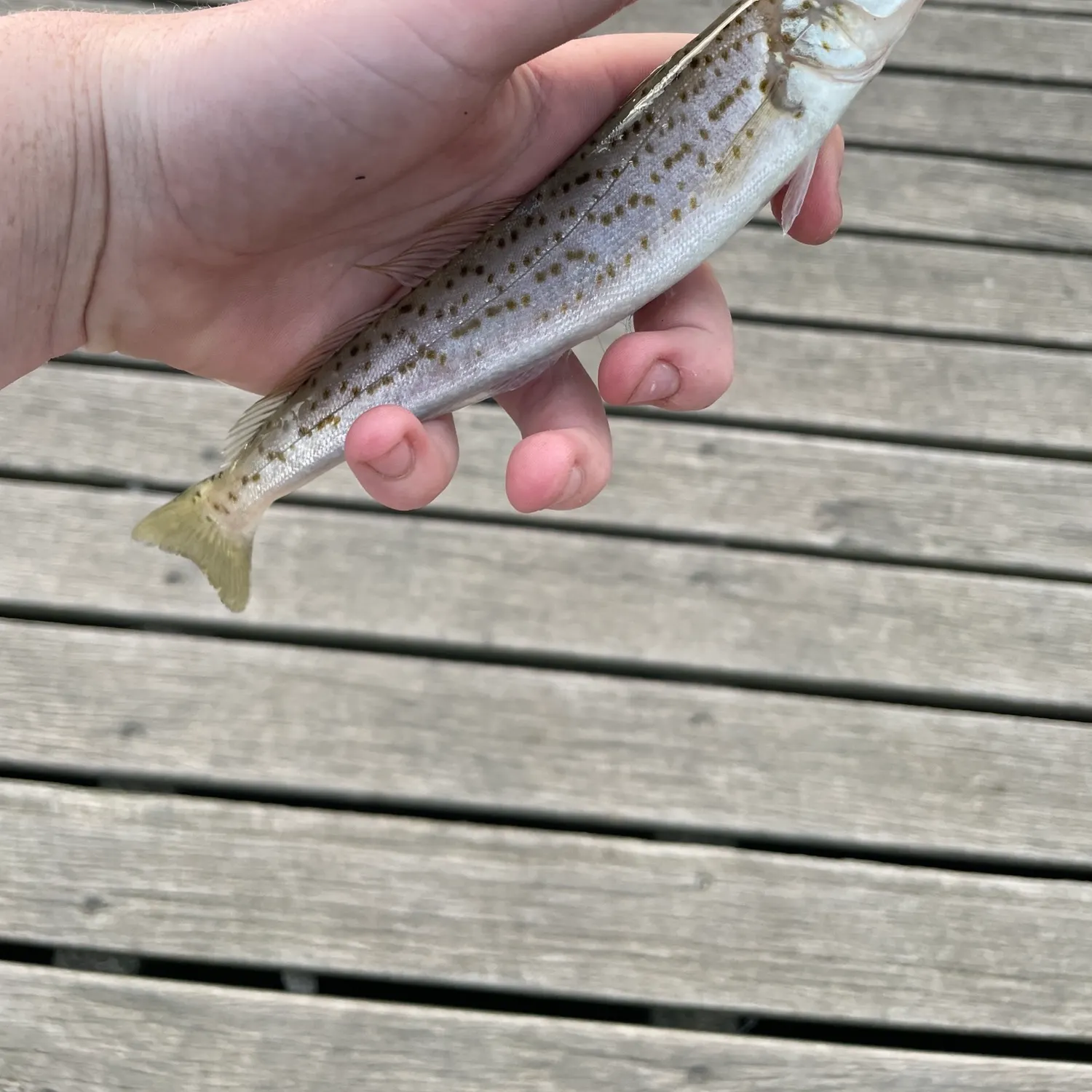 King George whiting caught on Fishbrain