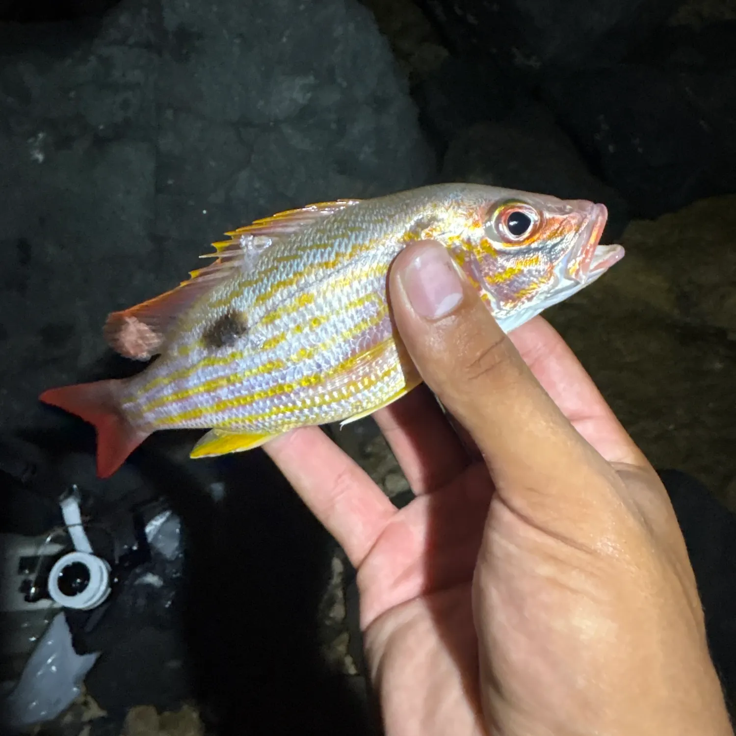 Lane snapper caught on Fishbrain