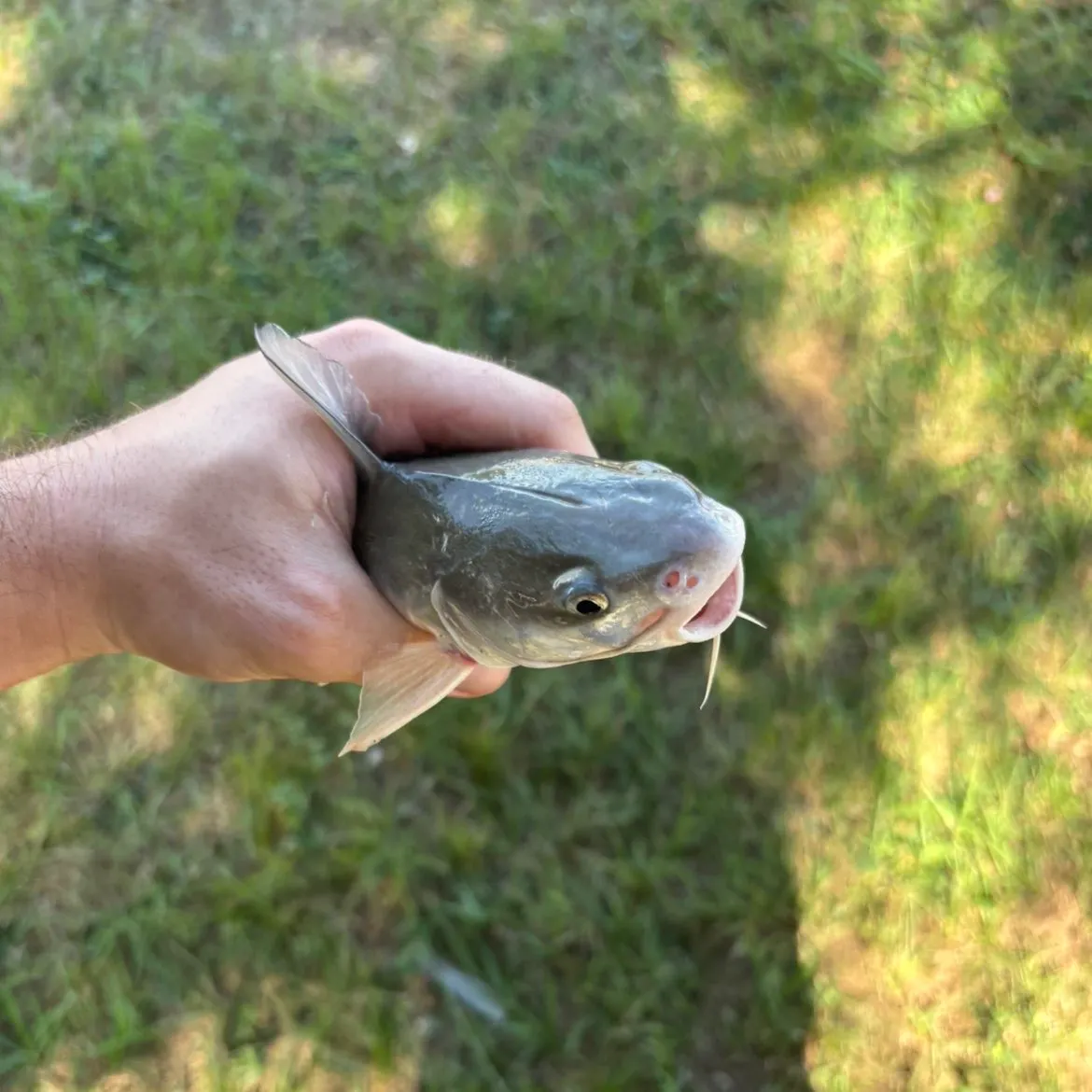 Hardhead sea catfish caught on Fishbrain
