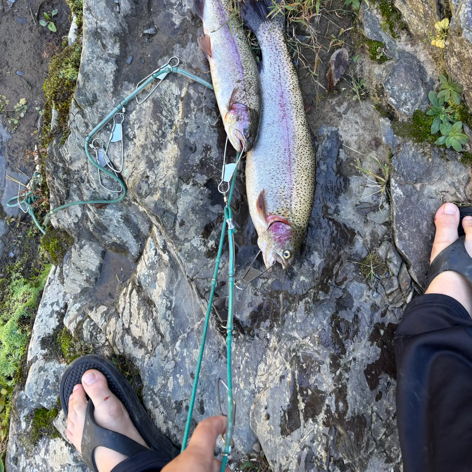 Rainbow trout caught on Fishbrain