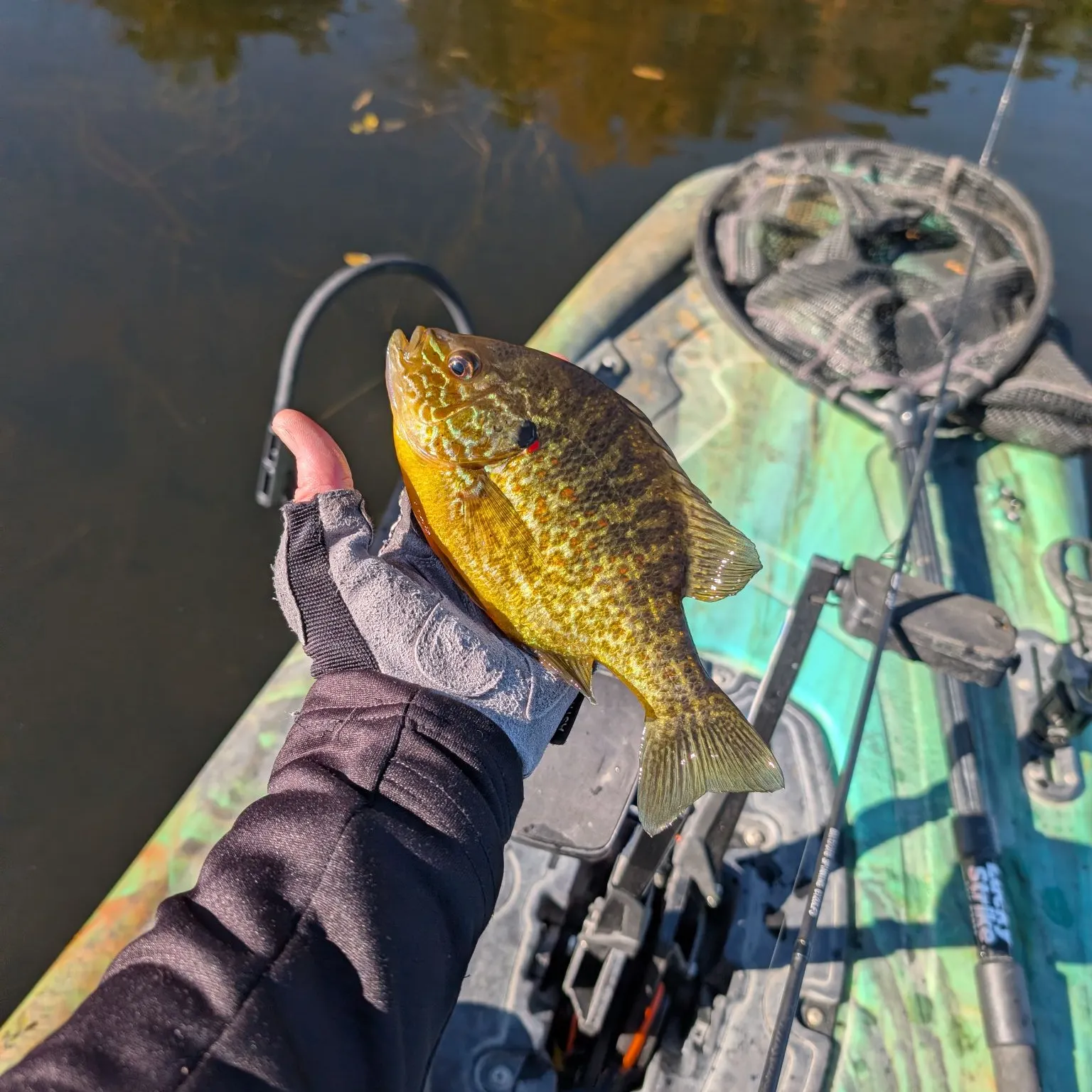 Pumpkinseed caught on Fishbrain