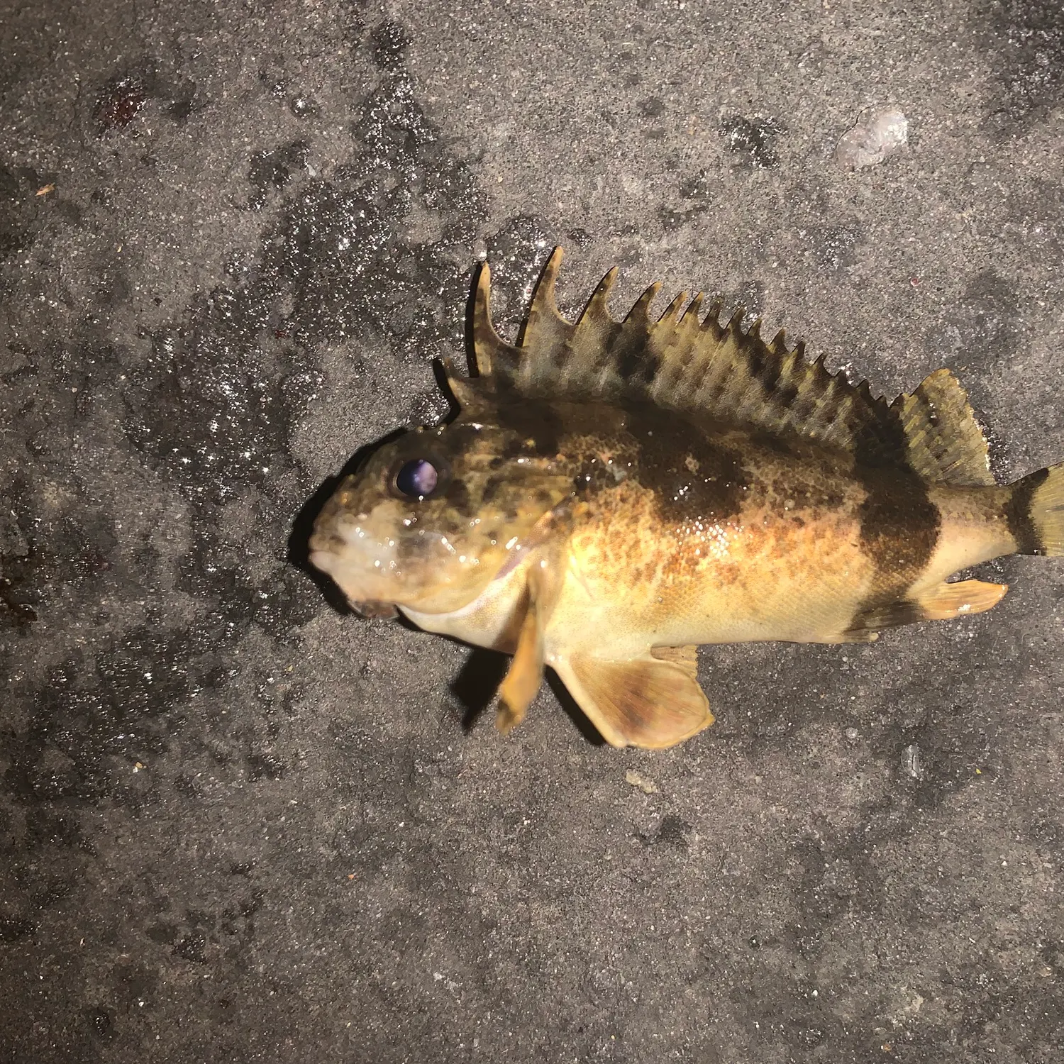 The most recent South Australian cobbler catches on Fishbrain