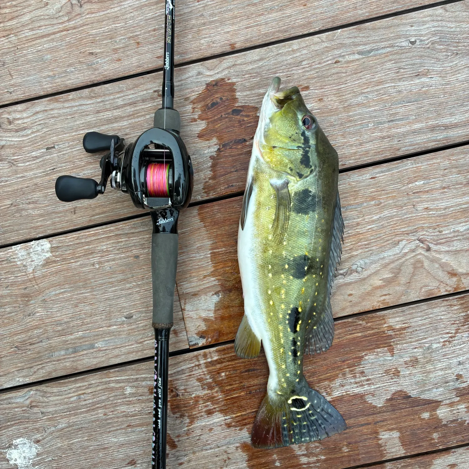 Fish caught on Fishbrain