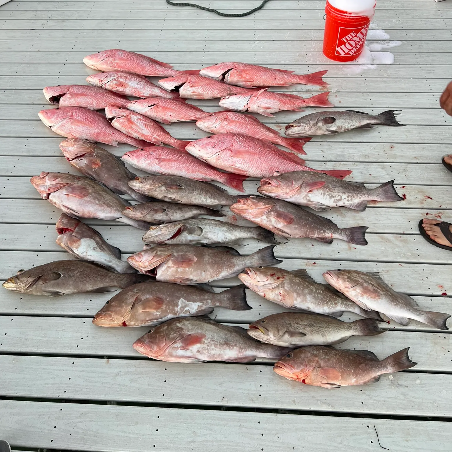 The most recent Scamp grouper catches on Fishbrain