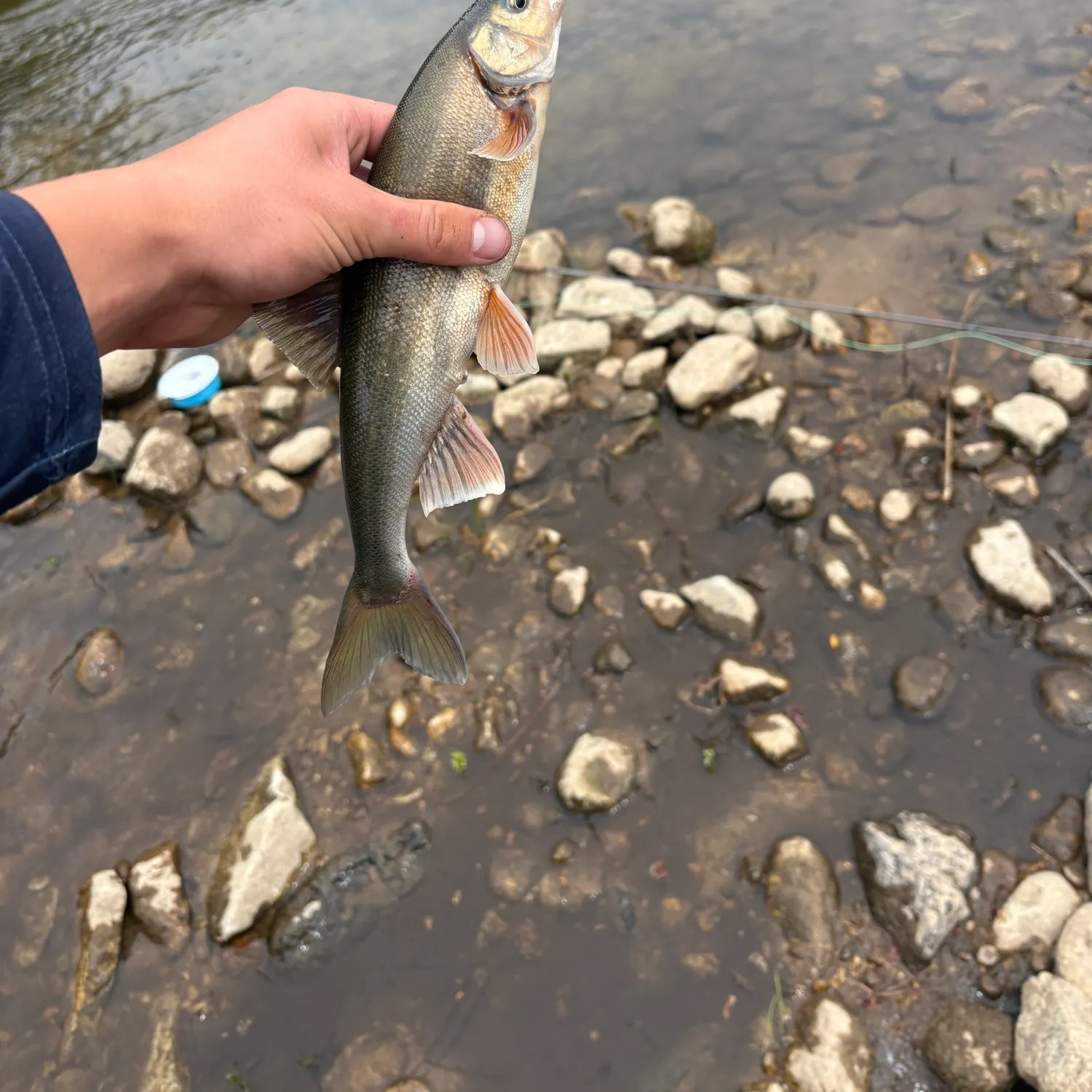 The most recent Chiselmouth catches on Fishbrain