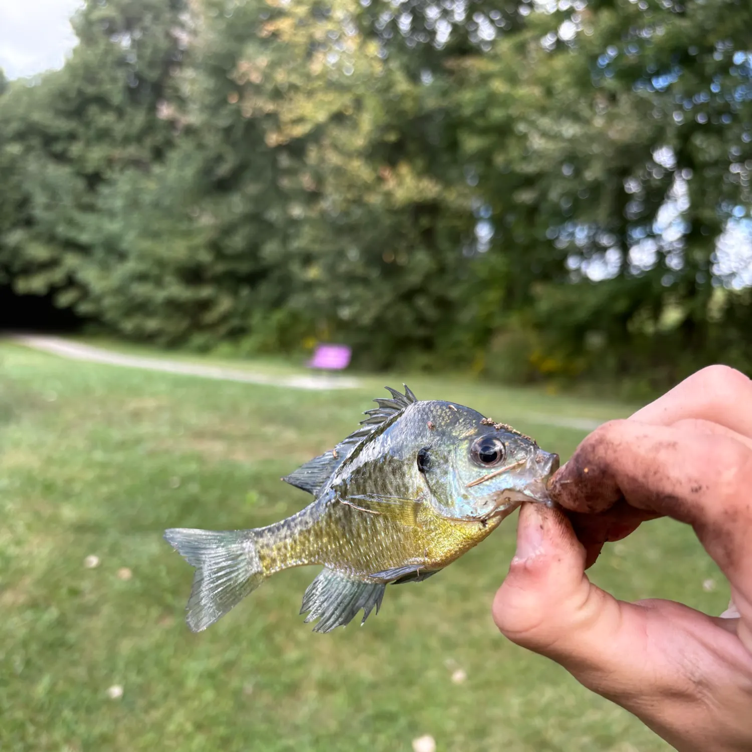 Bluegill caught on Fishbrain