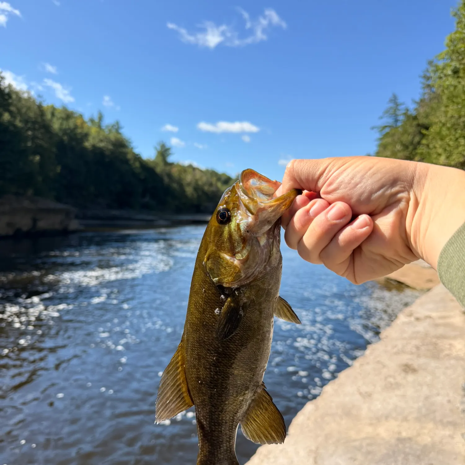 Smallmouth bass caught on Fishbrain