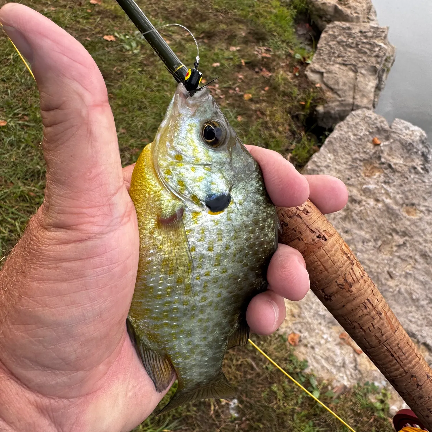 Bluegill caught on Fishbrain
