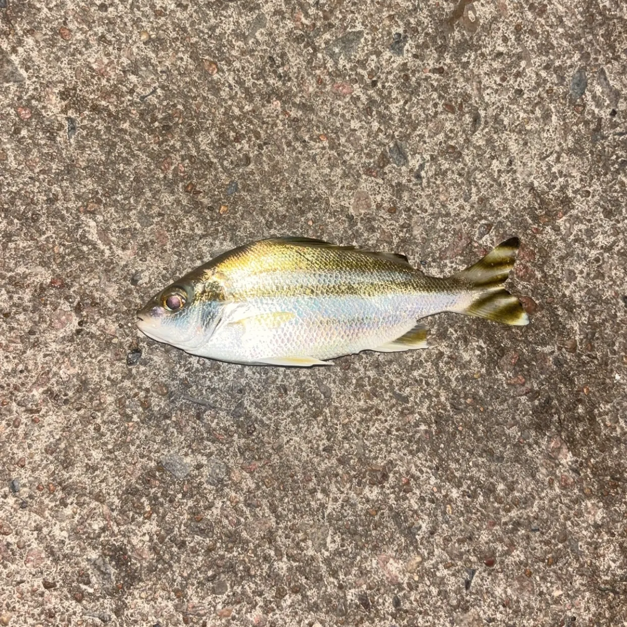 The most recent Jarbua terapon catches on Fishbrain