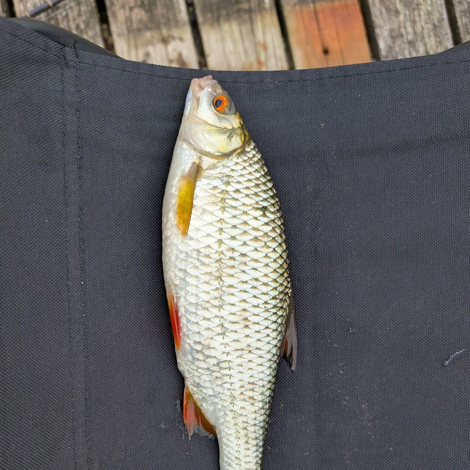 Common roach caught on Fishbrain