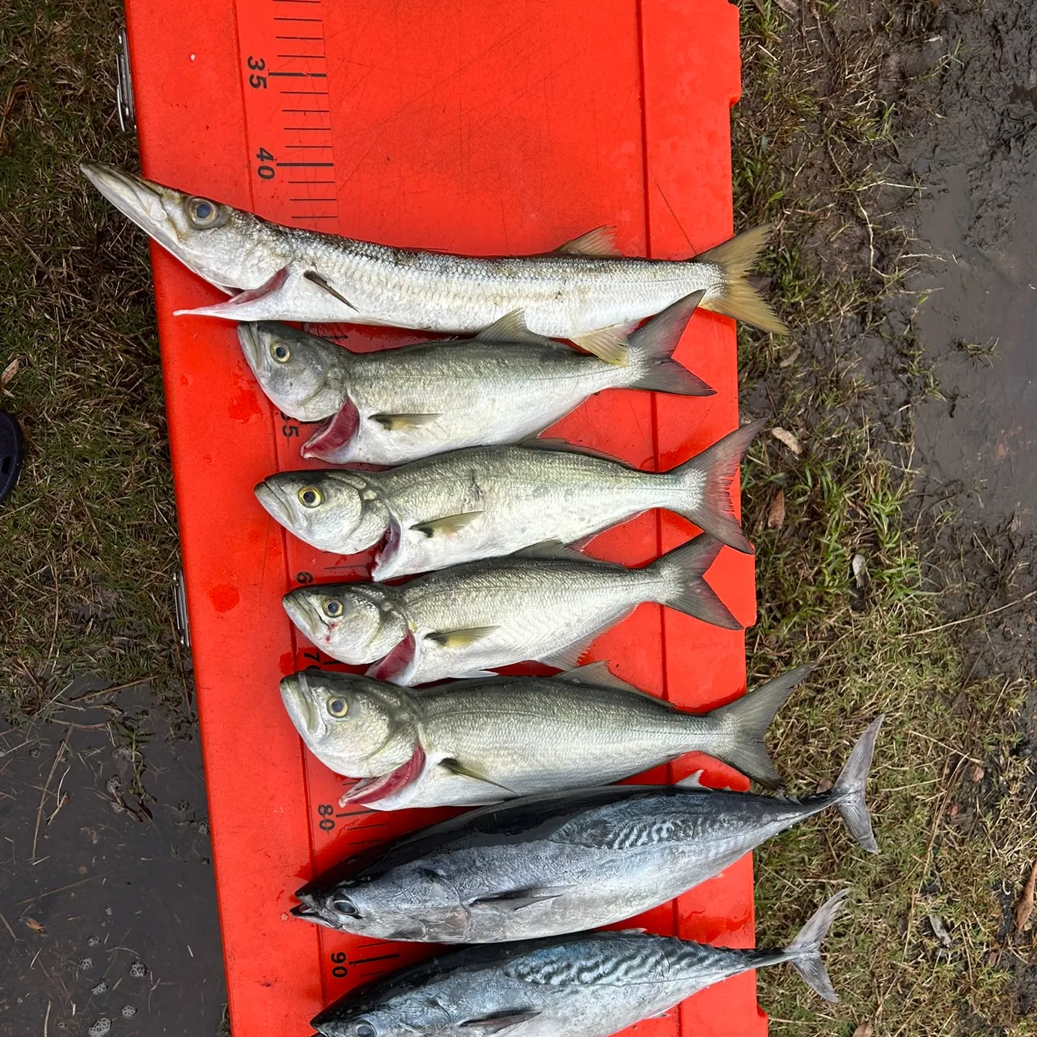 The most recent Kawakawa catches on Fishbrain