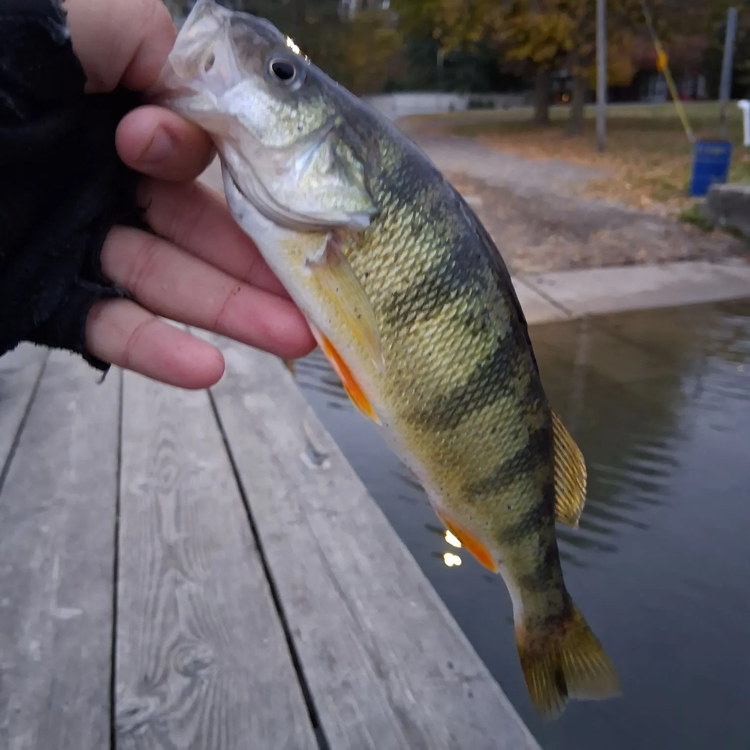 Yellow perch caught on Fishbrain
