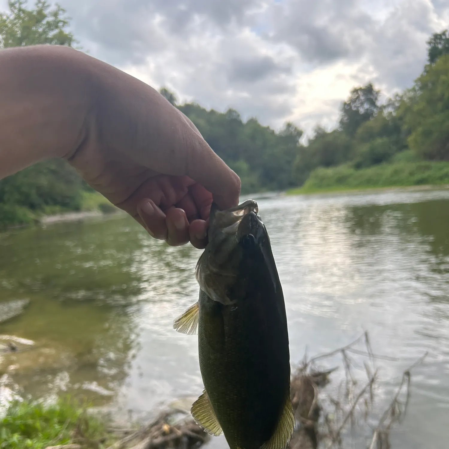 Smallmouth bass caught on Fishbrain