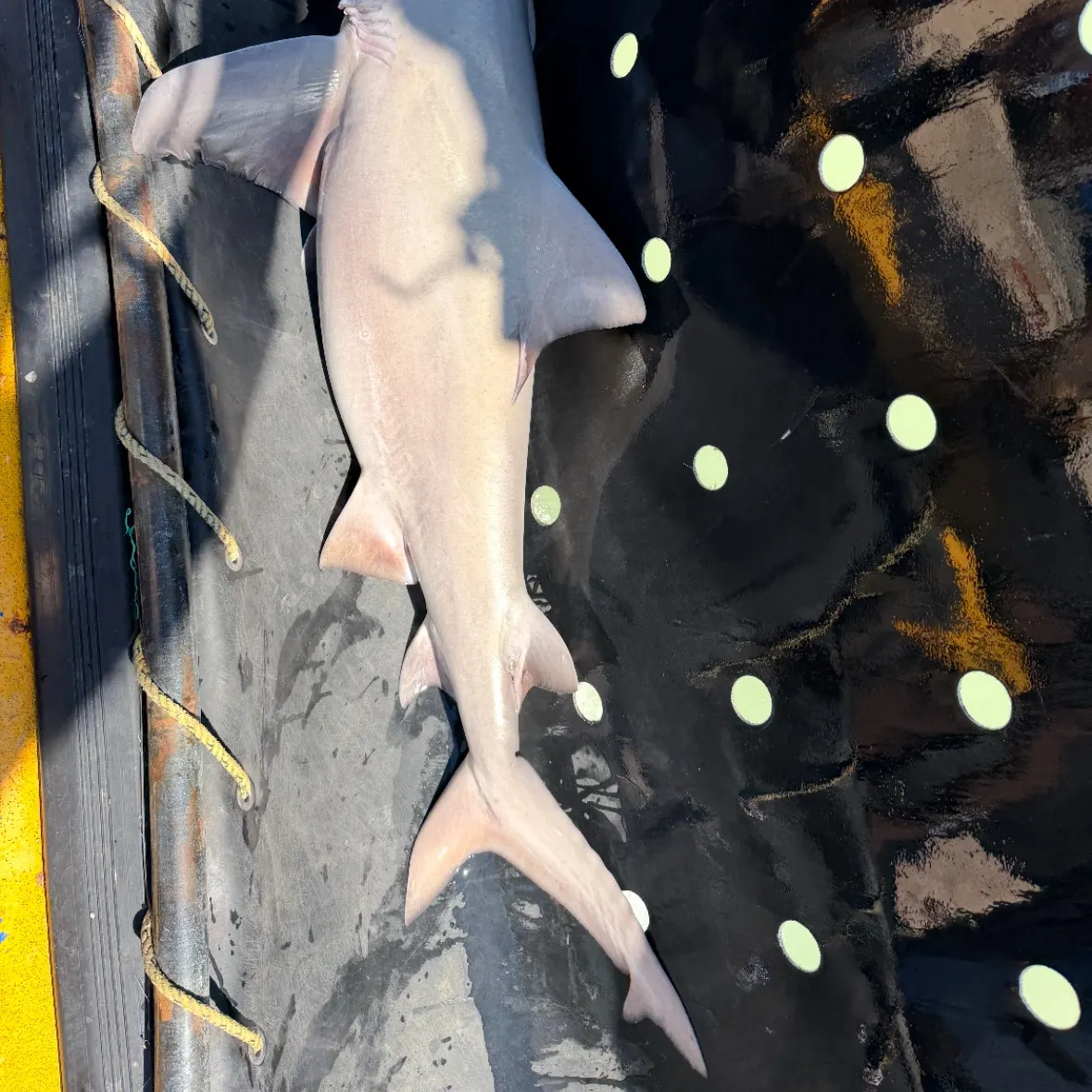The most recent Northern river shark catches on Fishbrain
