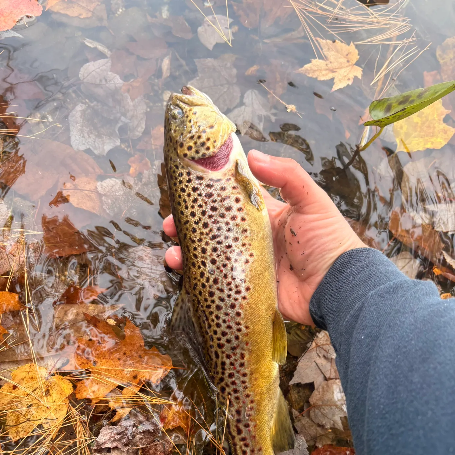 Brown trout caught on Fishbrain