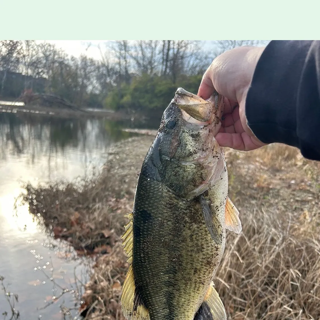The most recent Spotted bass catches on Fishbrain