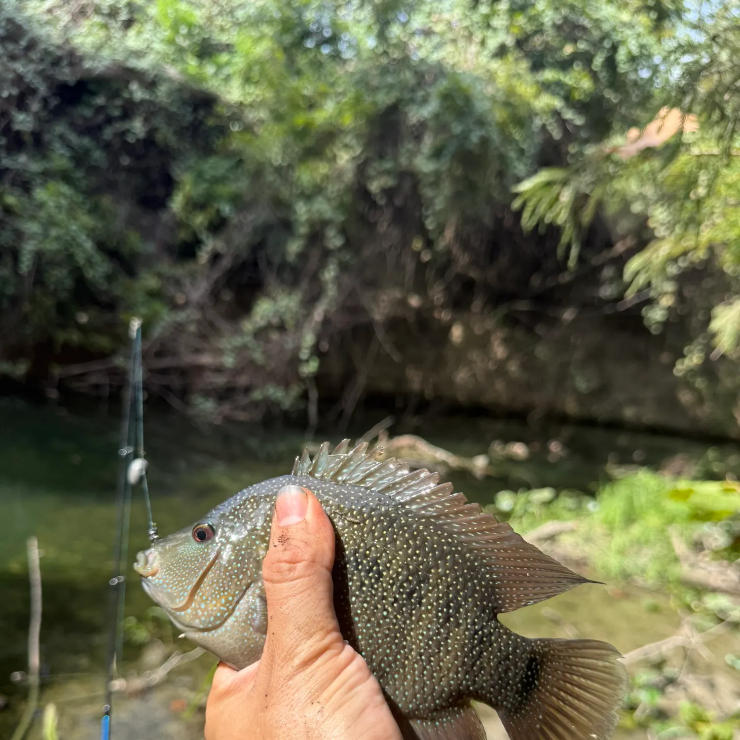 Rio Grande cichlid caught on Fishbrain