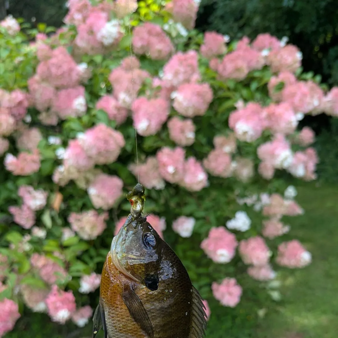 Bluegill caught on Fishbrain
