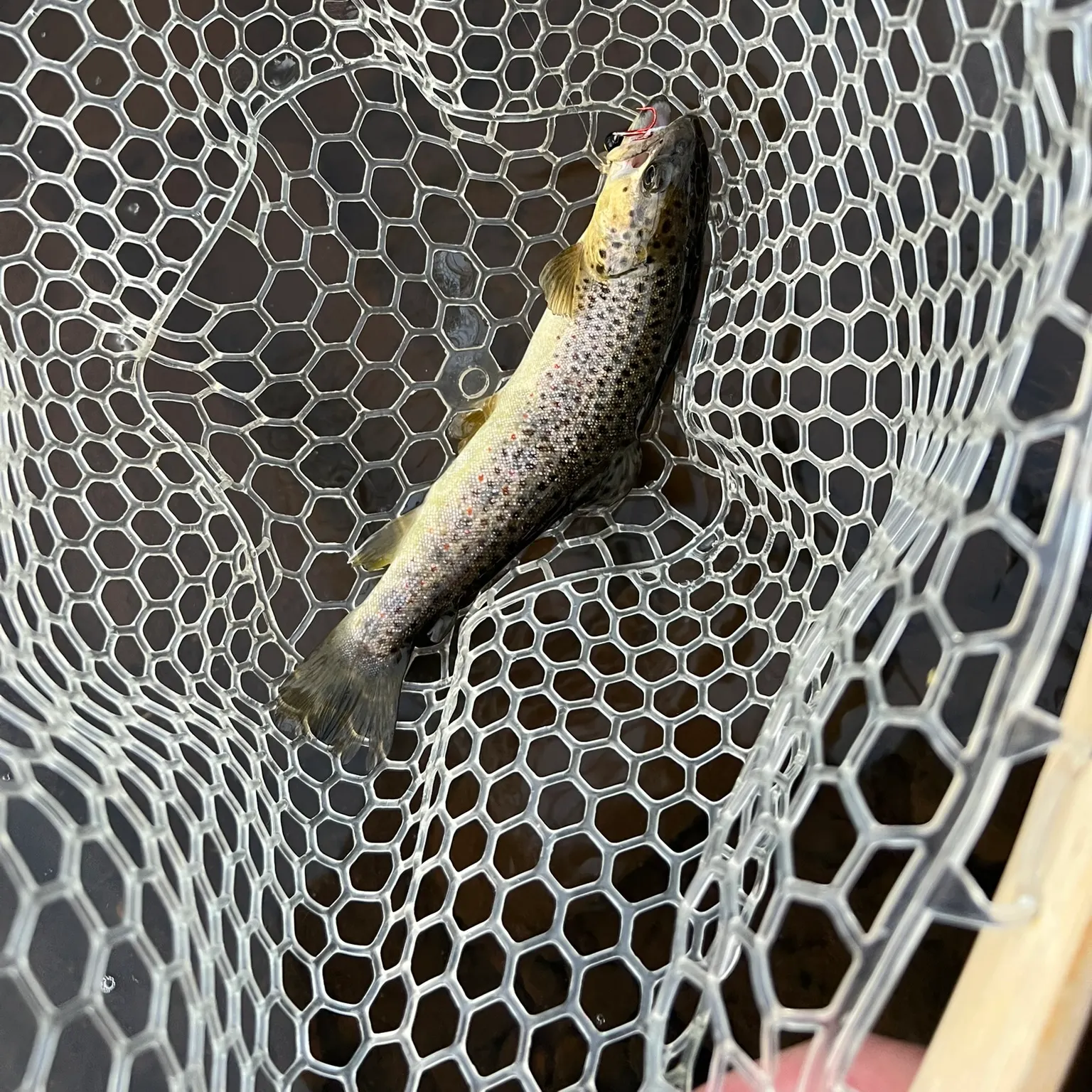 The most recent Brown trout catches on Fishbrain