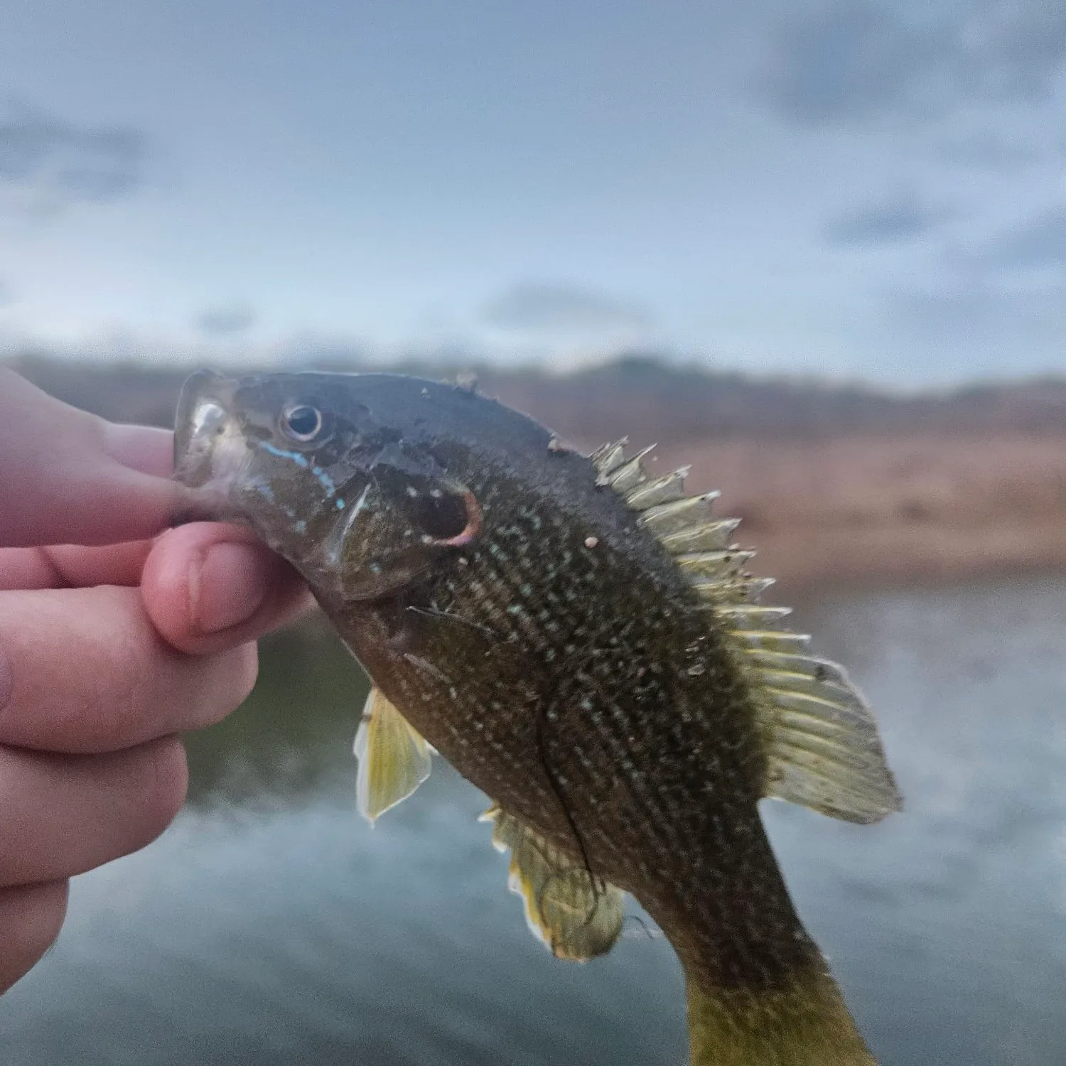 Green sunfish caught on Fishbrain