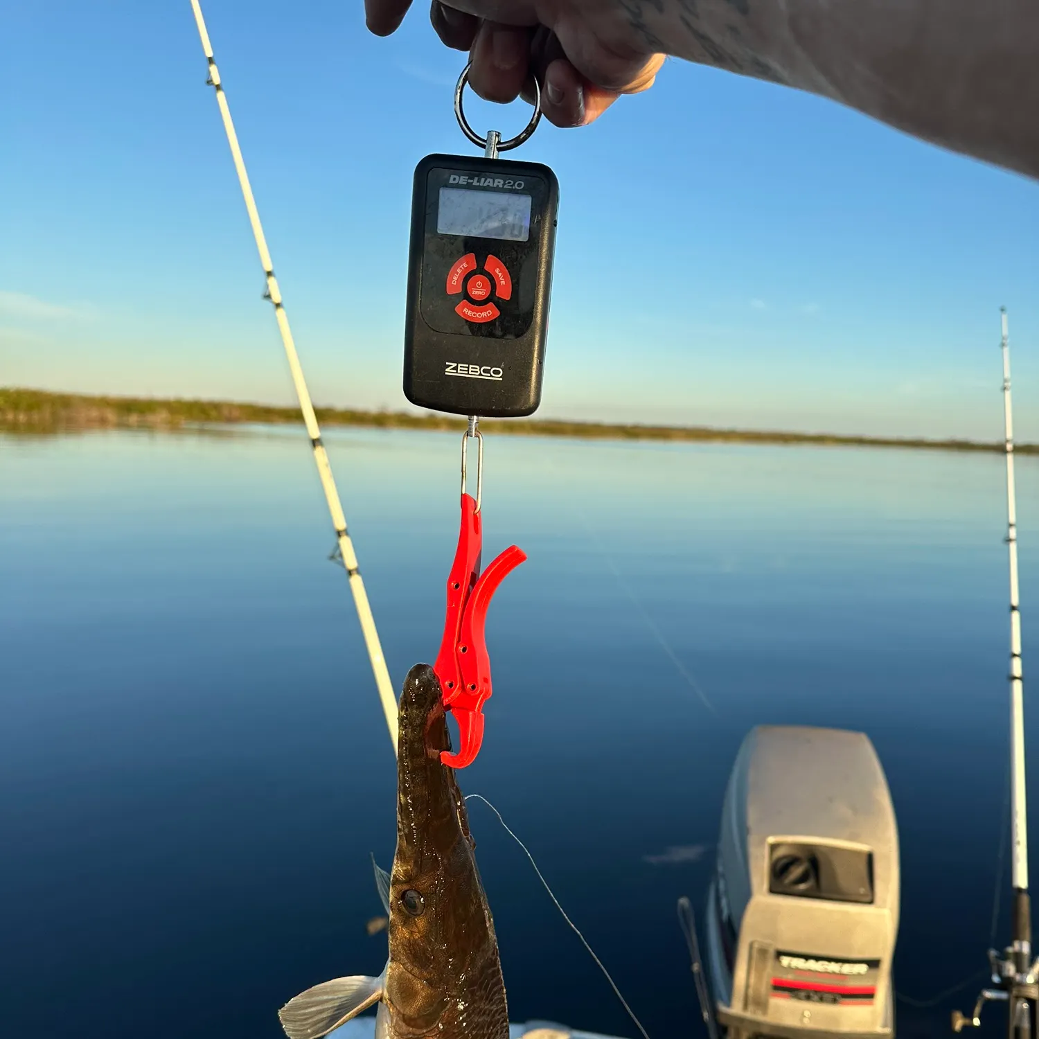The most recent Florida gar catches on Fishbrain