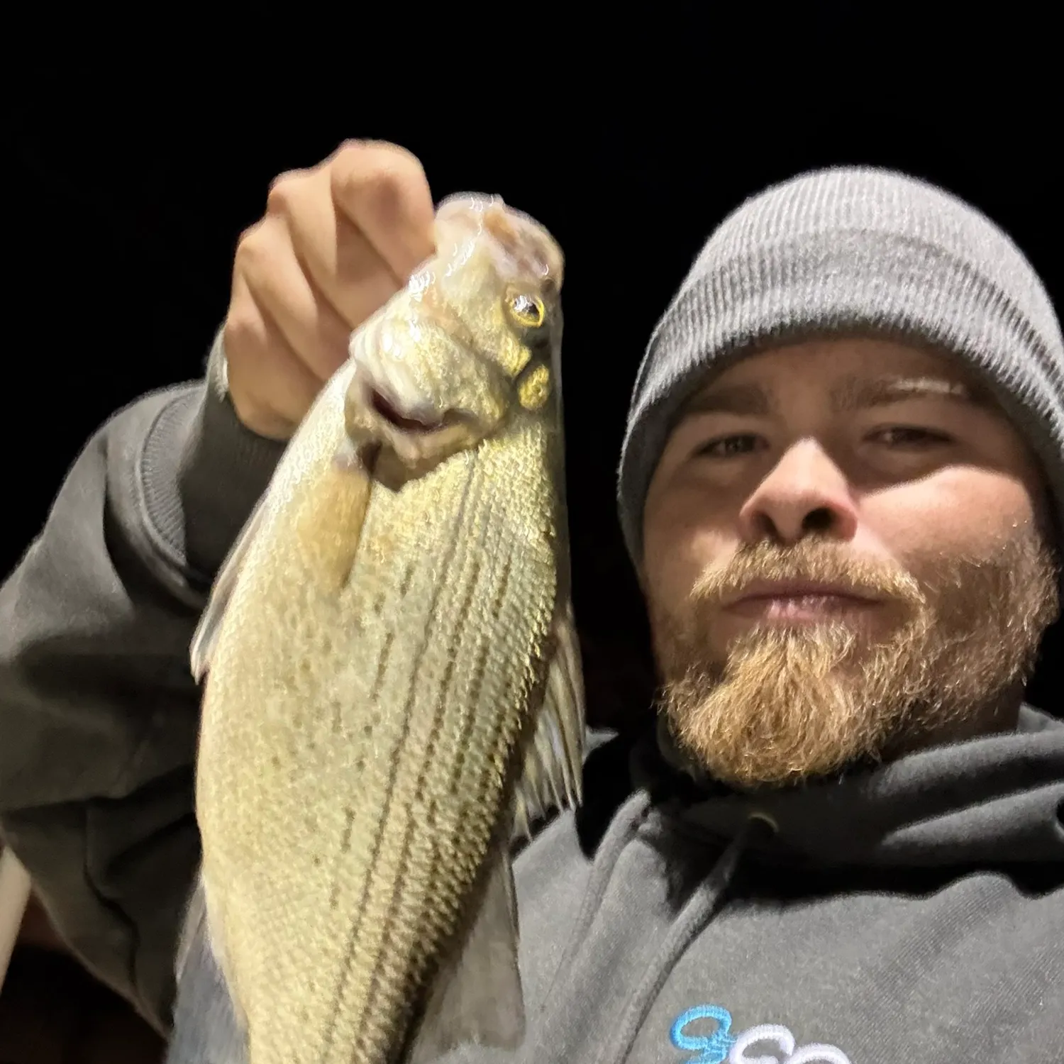 The most recent White bass catches on Fishbrain