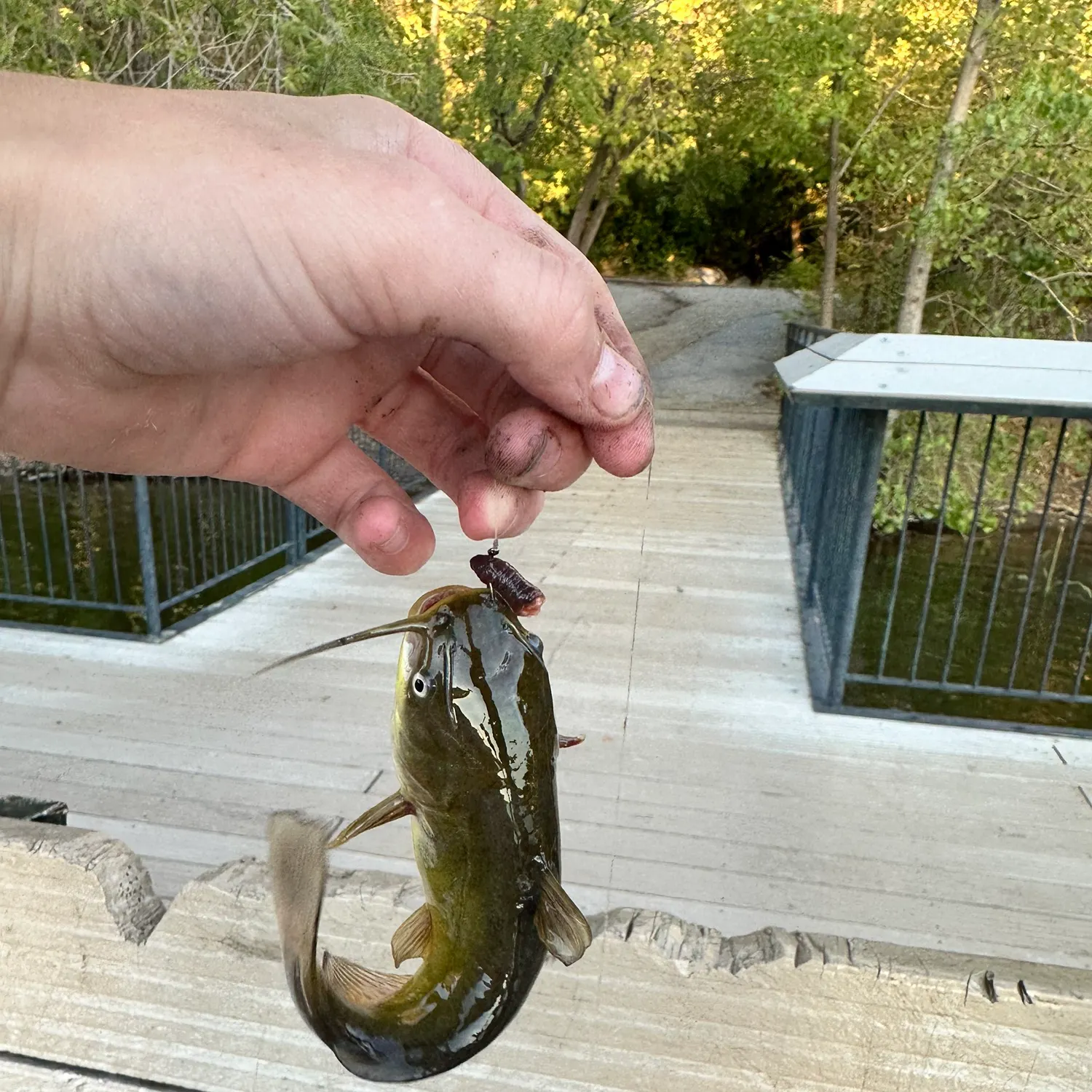 catch