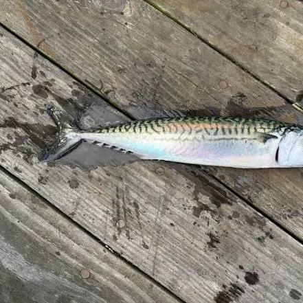 Atlantic mackerel caught on Fishbrain