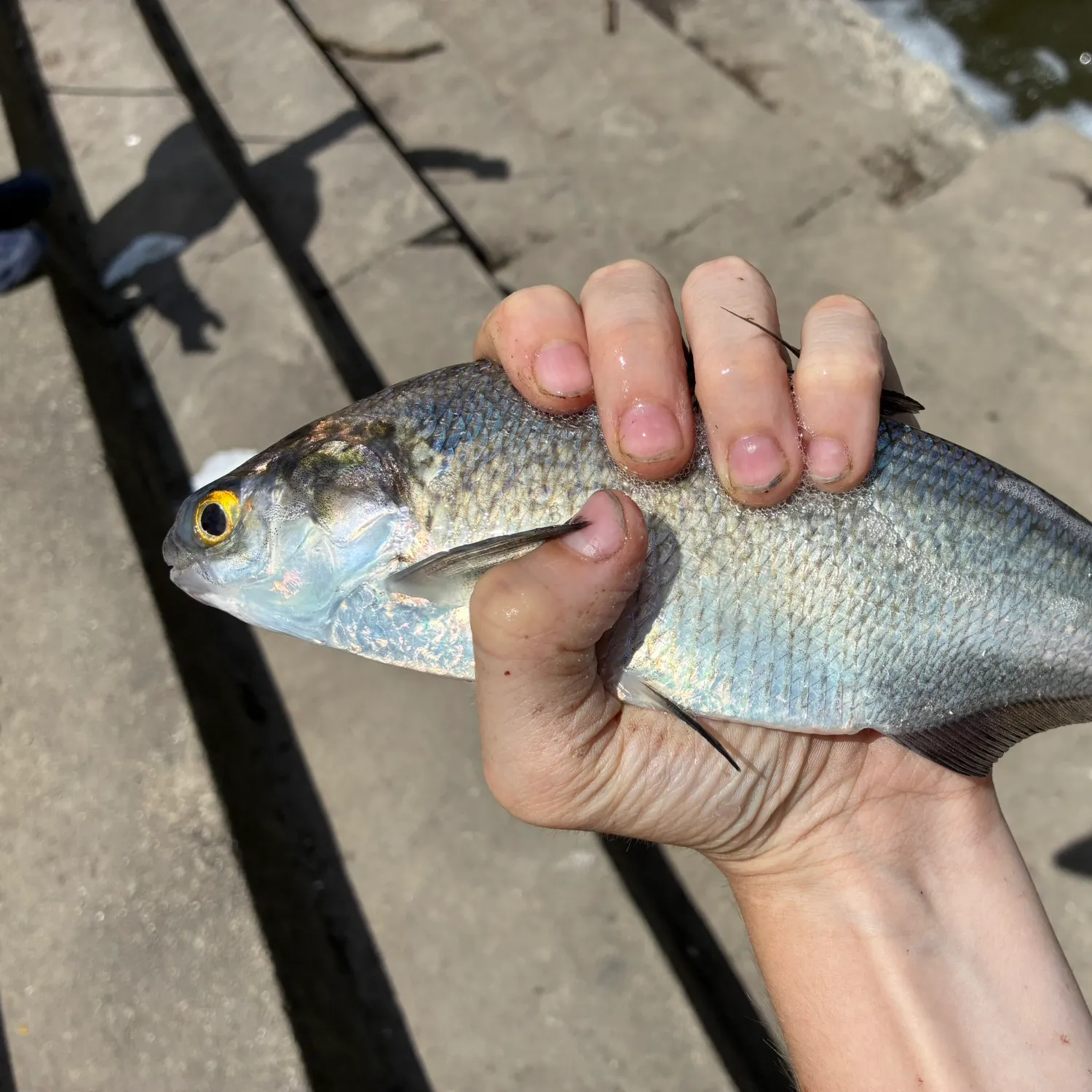 American gizzard shad caught on Fishbrain