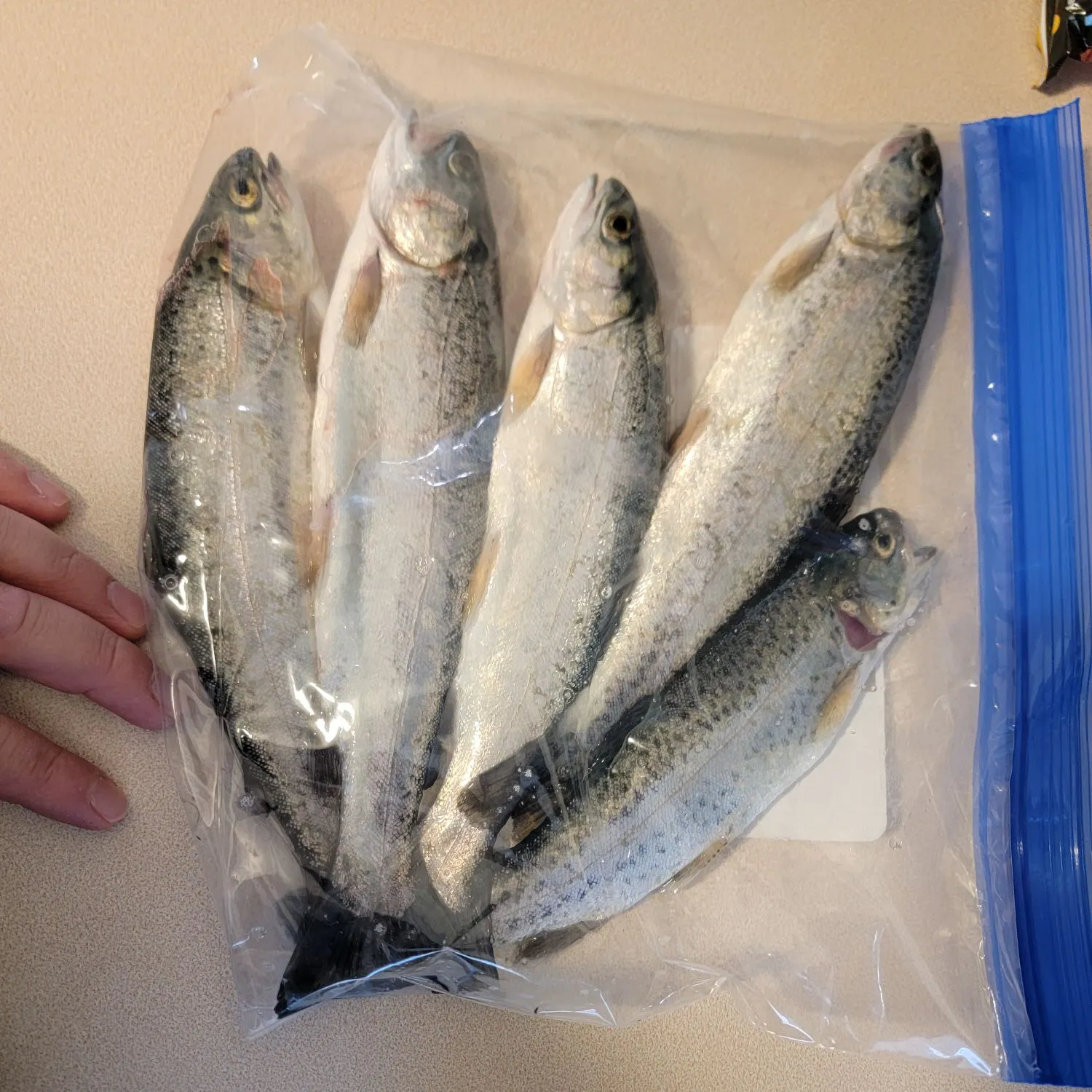 recently logged catches