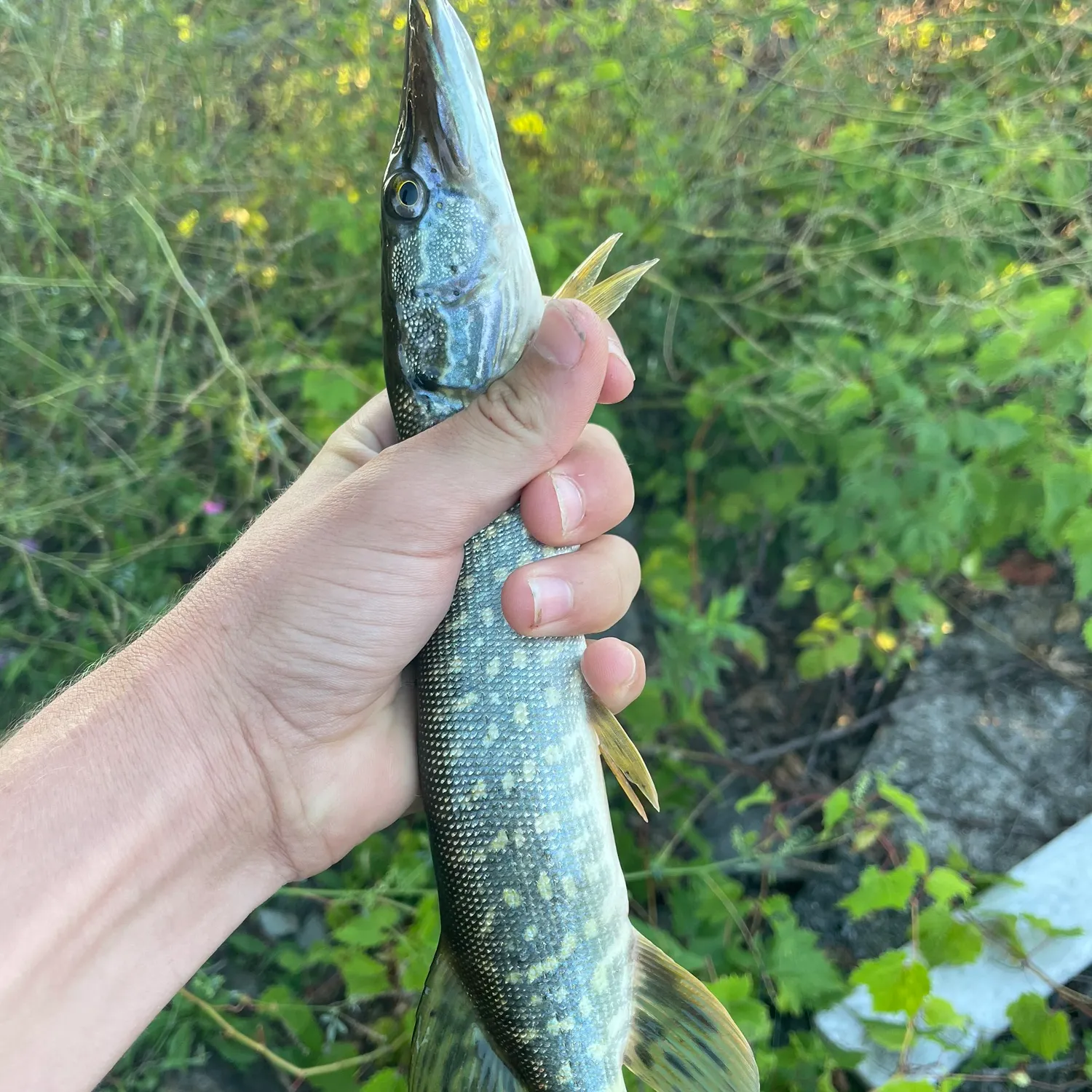 catch