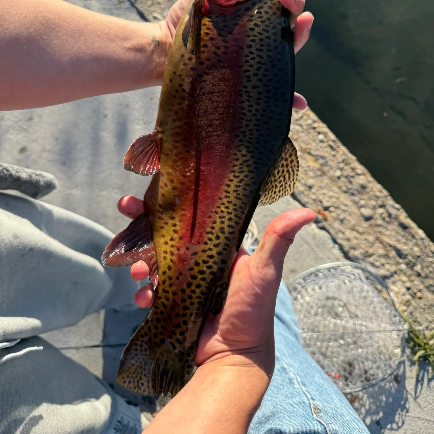 Rainbow trout caught on Fishbrain