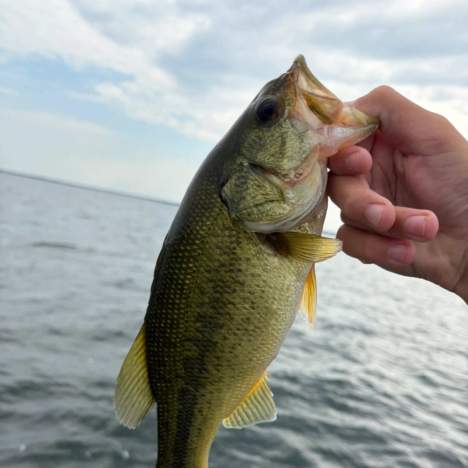 Largemouth bass caught on Fishbrain