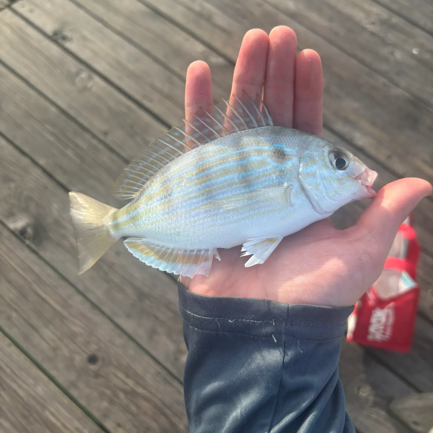 Pinfish caught on Fishbrain