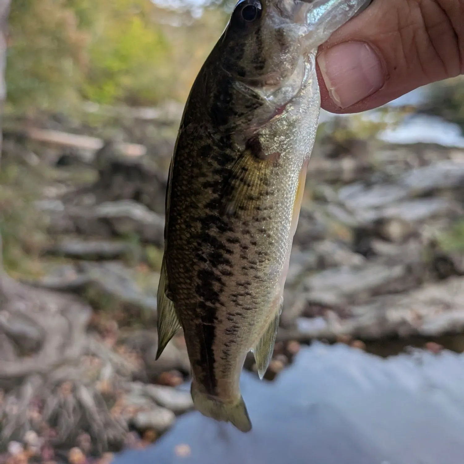 Smallmouth bass caught on Fishbrain