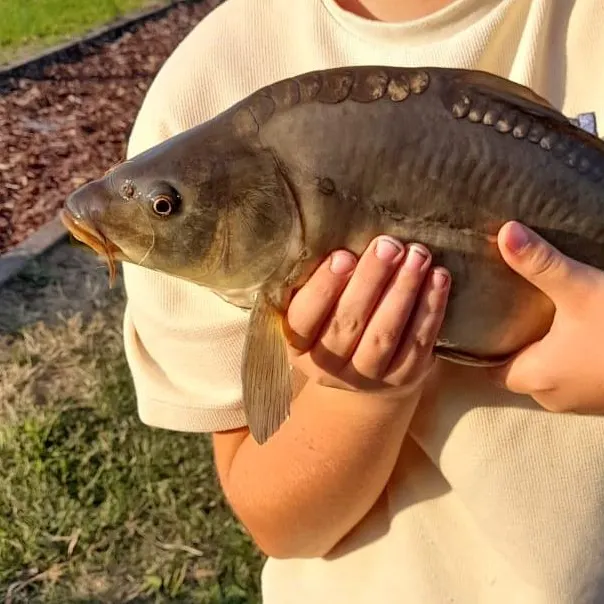Leather carp caught on Fishbrain