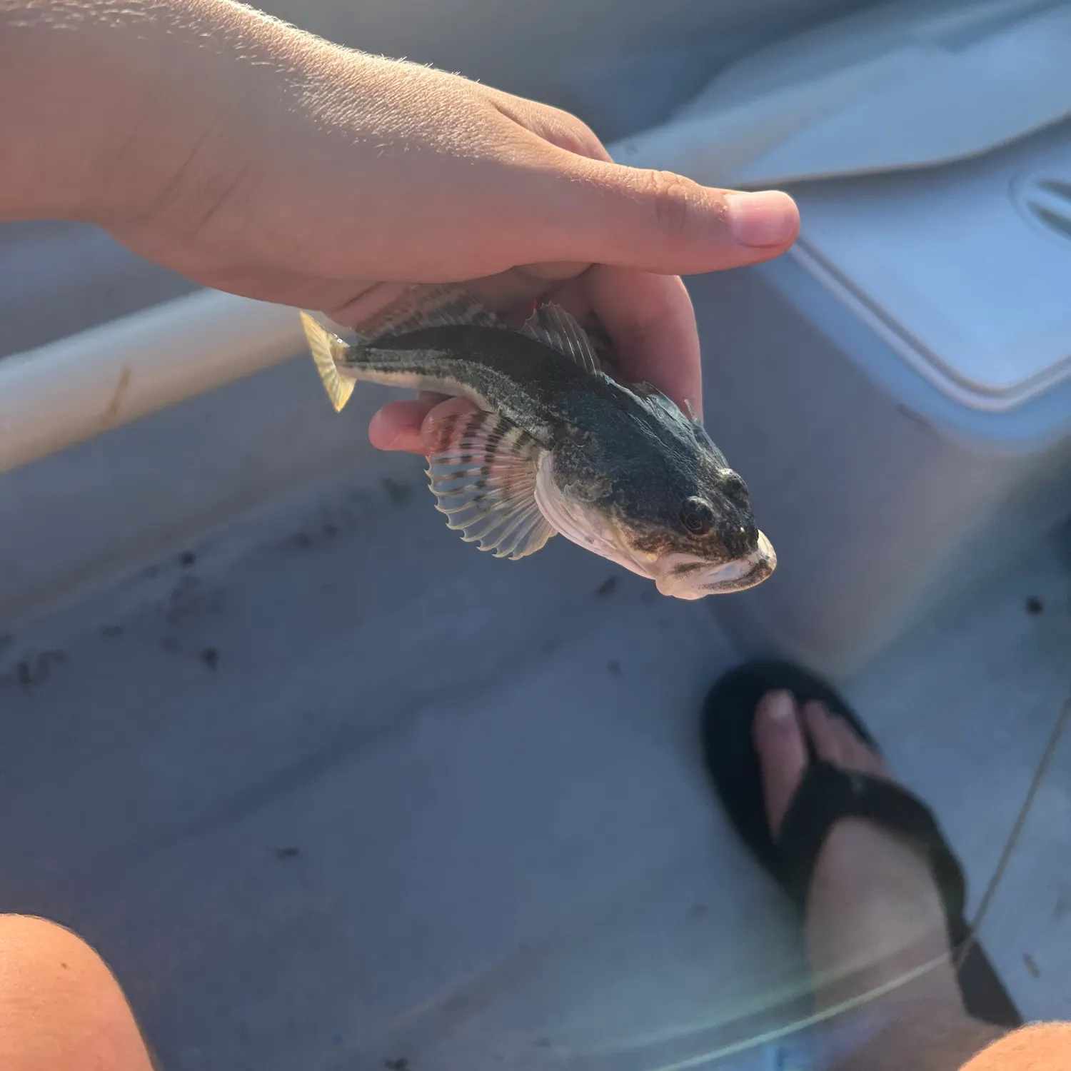 Shorthorn sculpin caught on Fishbrain