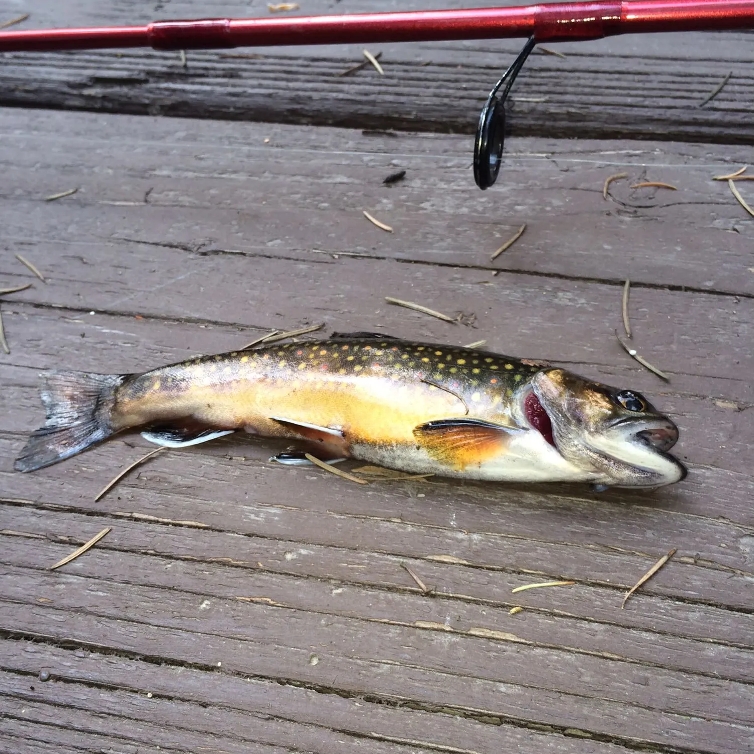 recently logged catches