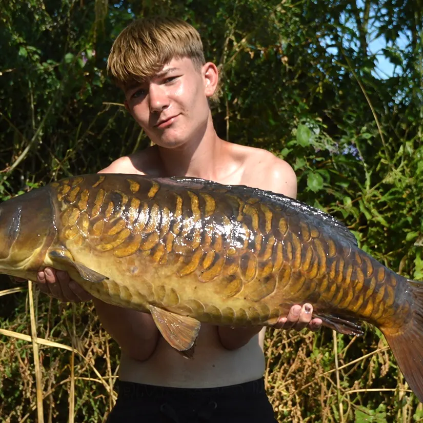 Mirror carp caught on Fishbrain