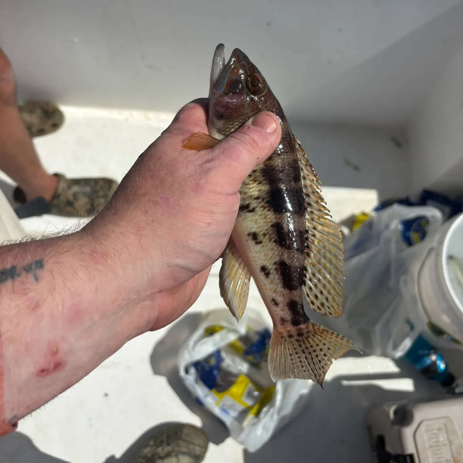 The most recent Sand perch catches on Fishbrain