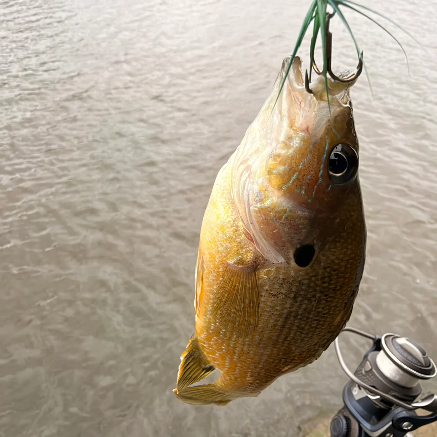 Green sunfish caught on Fishbrain