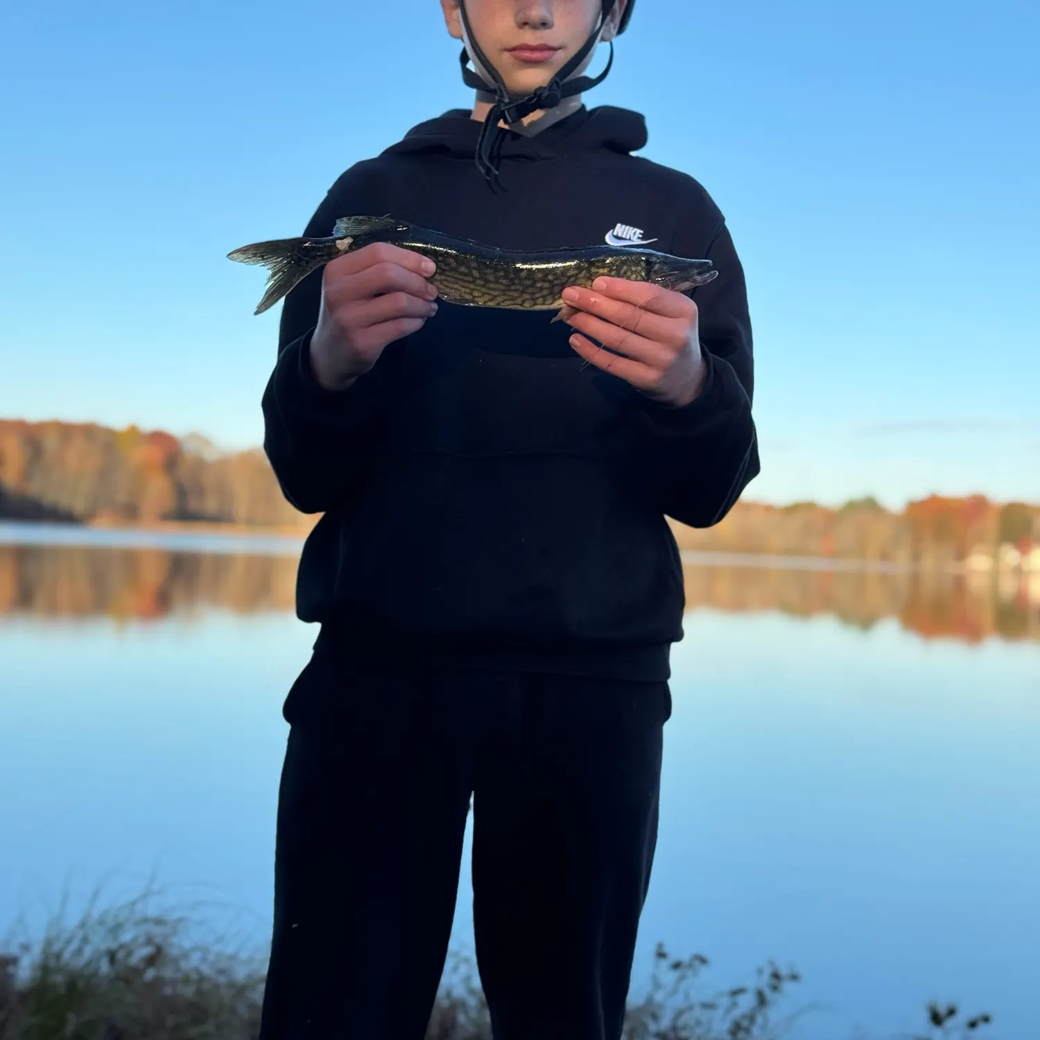 Chain pickerel caught on Fishbrain