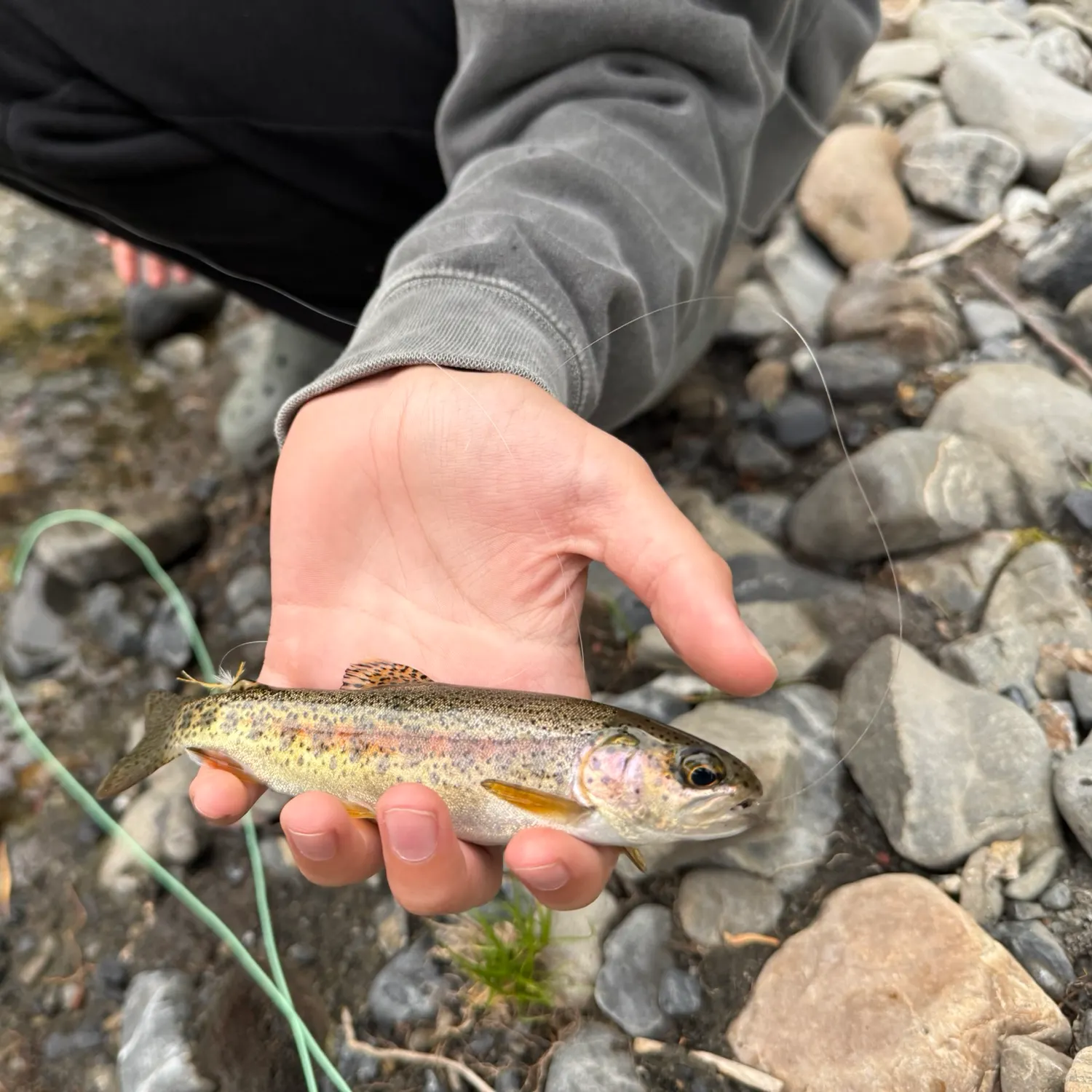 Fish caught on Fishbrain