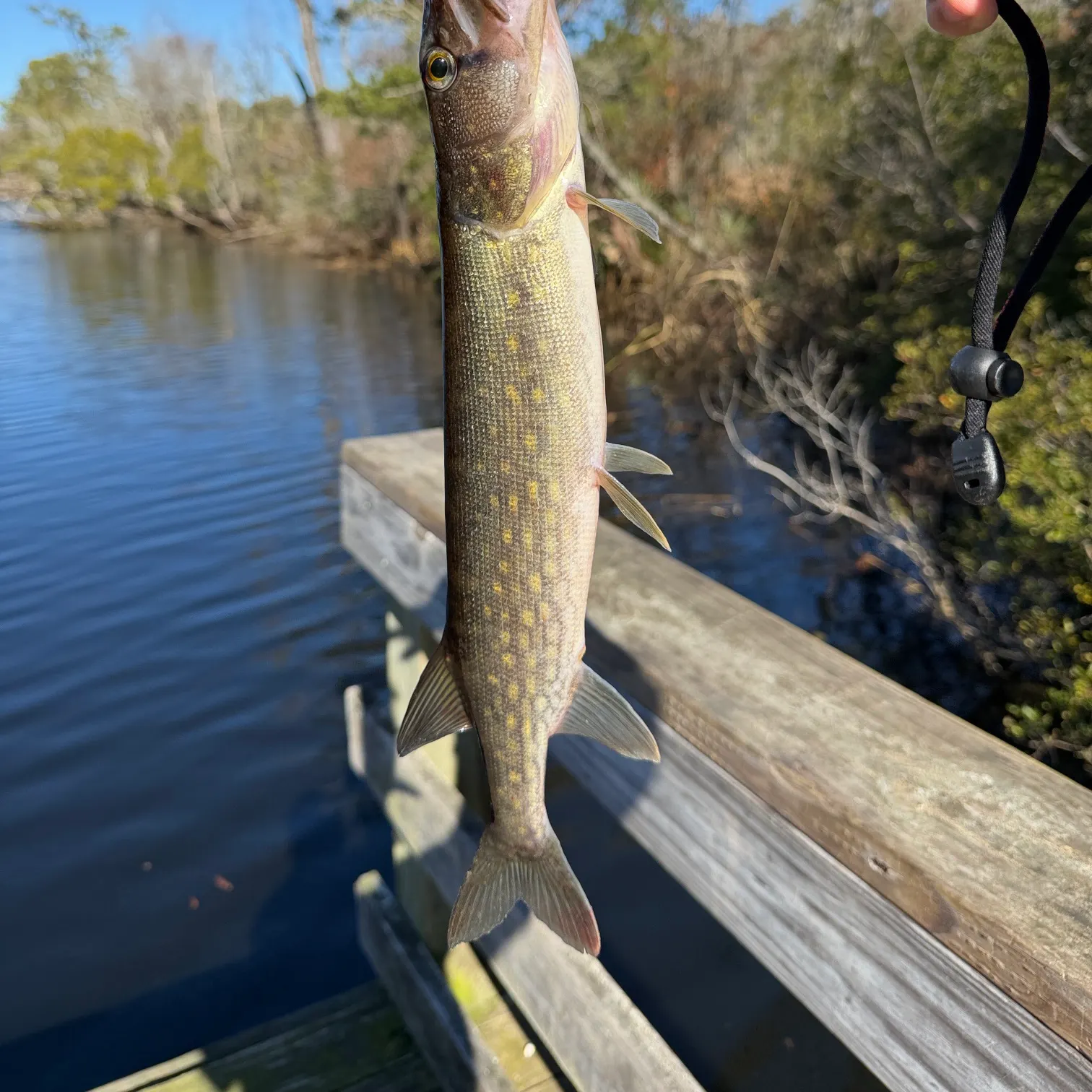 The most recent Chain pickerel catches on Fishbrain